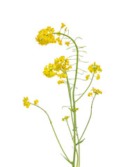 Yellow canola flower isolated on white
