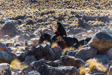 Gaucho herding animals (goats, cows and horses) in the Andes mountain range. Argentina