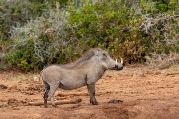 Warthog, Addo Elephant National Park