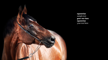portrait of Beautiful bay stallion at black background - obrazy, fototapety, plakaty