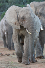 Fototapeta premium African elephant, Addo Elephant National Park