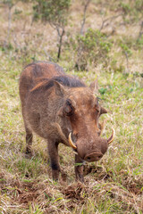 Warthog, Addo Elephant National Park