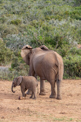 Fototapeta premium Elephant with calf, Addo Elephant National Park