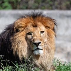 male lion in the grass