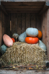 hay bales and pumpkins