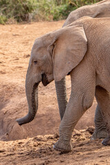 Elephant at the Waterhole, Addo Elephant National Park