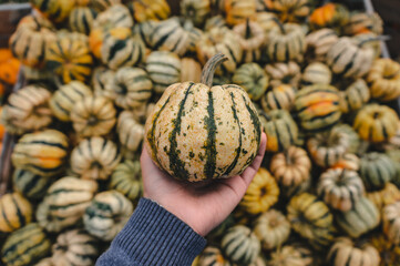 pumpkin in a hand