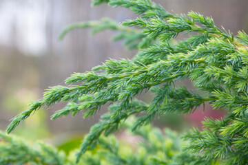 Juniper. Green branch on a blurred background. Selective focus. Close-up. High quality photo.