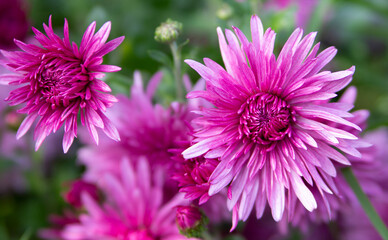 Dahlias are pink. Large tsetki on a blurred background. Selective focus. Close-up. High quality photo.
