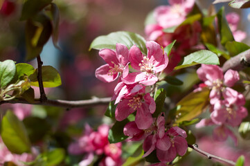 Beautiful sakura in bloom. Spring cherry blossoms, pink flowers. Blooming cherry tree. Sakura flowers close up.