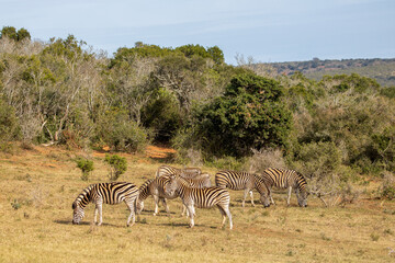 Naklejka premium Plains Zebra, Addo Elephant National Park