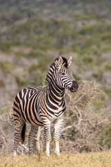 Fototapeta na wymiar Plains Zebra, Addo Elephant National Park