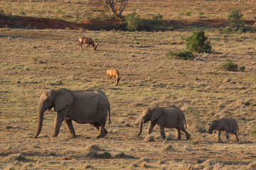 Elephant trio, Addo Elephant National Park