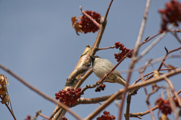 A Male House Sparrow in a Tree