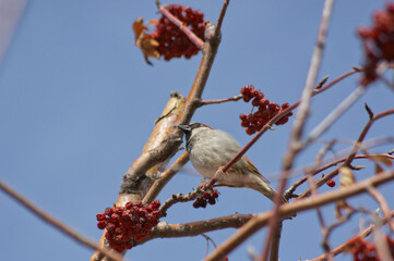 A Male House Sparrow in a Tree