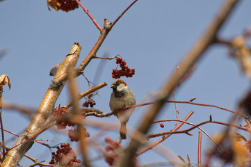 A Male House Sparrow in a Tree