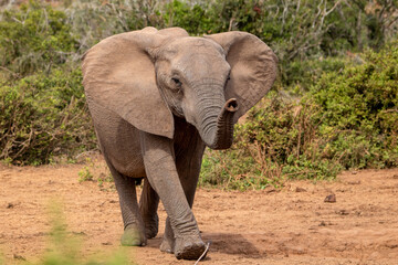Obraz premium African elephant, Addo Elephant National Park