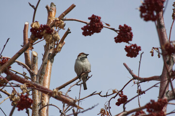 A Male House Sparrow in a Tree