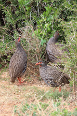 Red-necked Spurfowl, Addo Elephant National Park