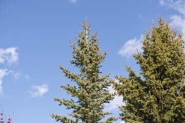 Spruce Tree against a Blue Sky