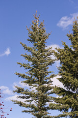 Spruce Tree against a Blue Sky