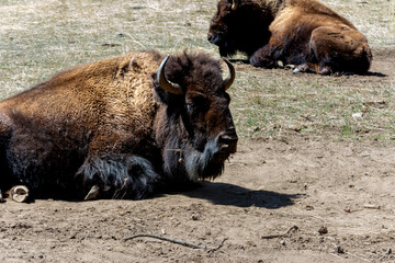 Obraz premium Bison laying down with it's shaggy, long, brown coat of fur and horns close-up on a Colorado field. a large North American bovine.