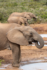 Fototapeta premium African elephant at the waterhole, Addo Elephant National Park