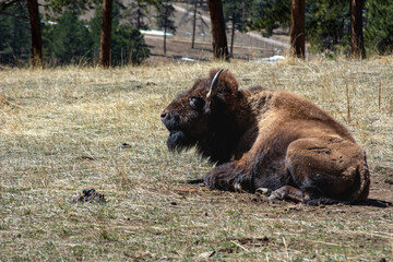 Bison laying down with it's shaggy, long, brown coat of fur and horns close-up on a Colorado field. a large North American bovine.