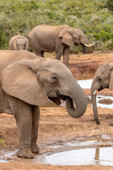 Fototapeta premium African elephant at the waterhole, Addo Elephant National Park