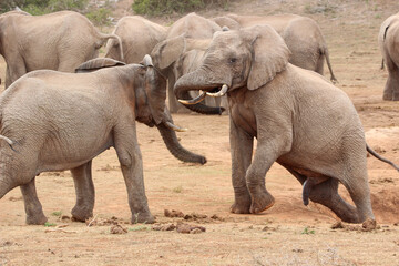 Fototapeta premium African elephant, Addo Elephant National Park