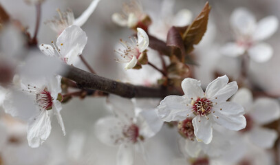 Cherry blossom brunch close up. Beautiful floral background