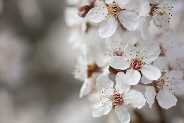 Cherry blossom brunch close up. Beautiful floral background