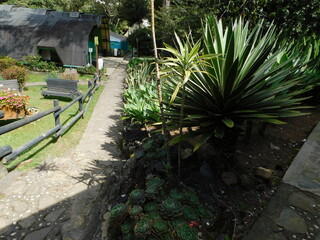 garden with palm trees and house