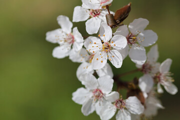 Cherry blossom brunch close up. Beautiful floral background