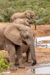 African elephant at the waterhole, Addo Elephant National Park