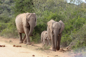 Obraz premium Elephant with calf, Addo Elephant National Park