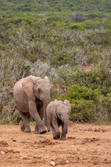 Fototapeta premium Elephant with calf, Addo Elephant National Park