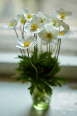 Beautiful spring anemones flowers. Spring wildflowers in a vase on the windowsill.