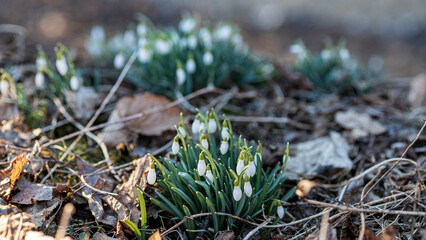 Snowdrops bloom in spring in the garden under the old leaves