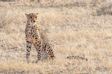 Cheetah (Acinonyx jubatus) sitting on the dry grass in Etosha national park, Namibia
