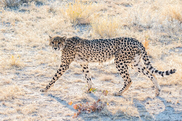Cheetah (Acinonyx jubatus) walking in the savannah in Etosha national park, Namibia
