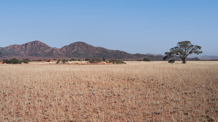 Desert landscape with Camel Thorn tree (Vachellia erioloba) and mountains in the NamibRand Nature Reserve, Namib, Namibia
