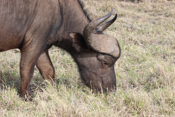 Obraz premium African buffalo grazing, Addo Elephant National Park