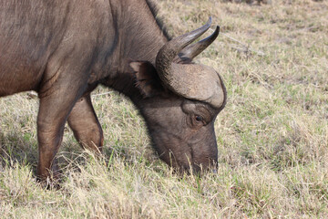 African buffalo grazing, Addo Elephant National Park