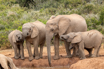 Fototapeta premium African elephant at the waterhole, Addo Elephant National Park
