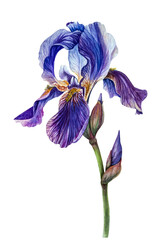 Watercolor Botanical illustration. Blooming purple iris. Delicate transparent petals. Wedding jewelry. Greeting card design. Element

