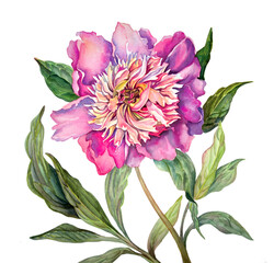 Watercolor botanical illustration of  peony, flowers and leaves. Natural objects isolated on white background. Single flowers. Floral decor Vintage. Summer floral peonies greeting card