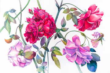 Watercolor Botanical illustration. Flowers are isolated on a white background. Roses are red and pink. Flowers, buds and leaves. Realistic painting. Set for design of postcards, invitations, weddings.