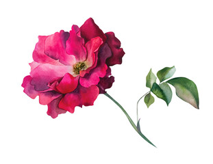Red Rose. Watercolor botanical illustration. Flowers for decorating holidays. The image is isolated on a white background