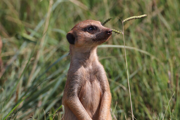 Fototapeta premium Meerkat, Addo Elephant National Park